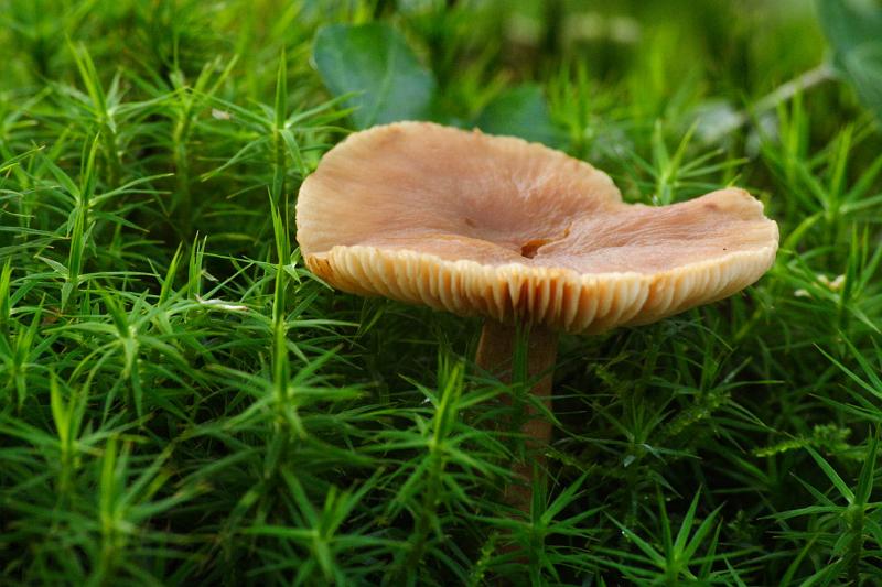 Champignon en sous bois 2.jpg